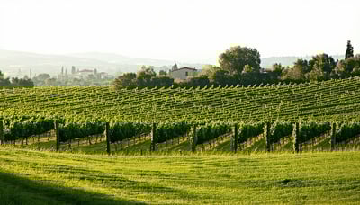 Winery newsletter illustration