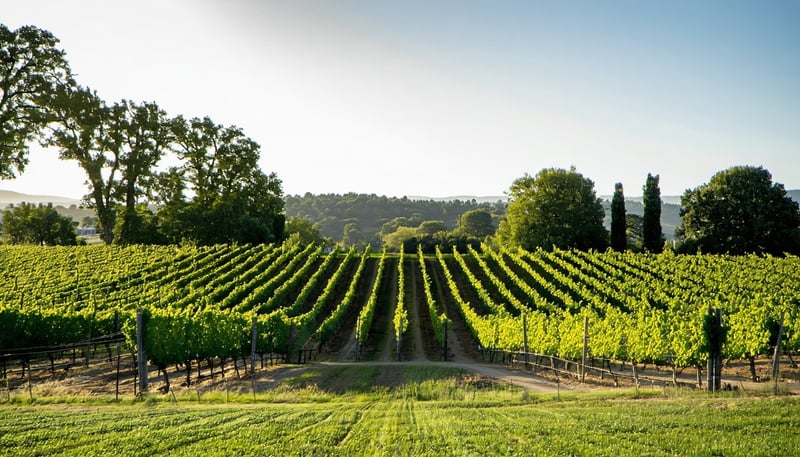 VineSync - Comprehensive Winery Management